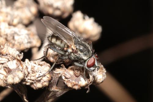 Leucophora sp.